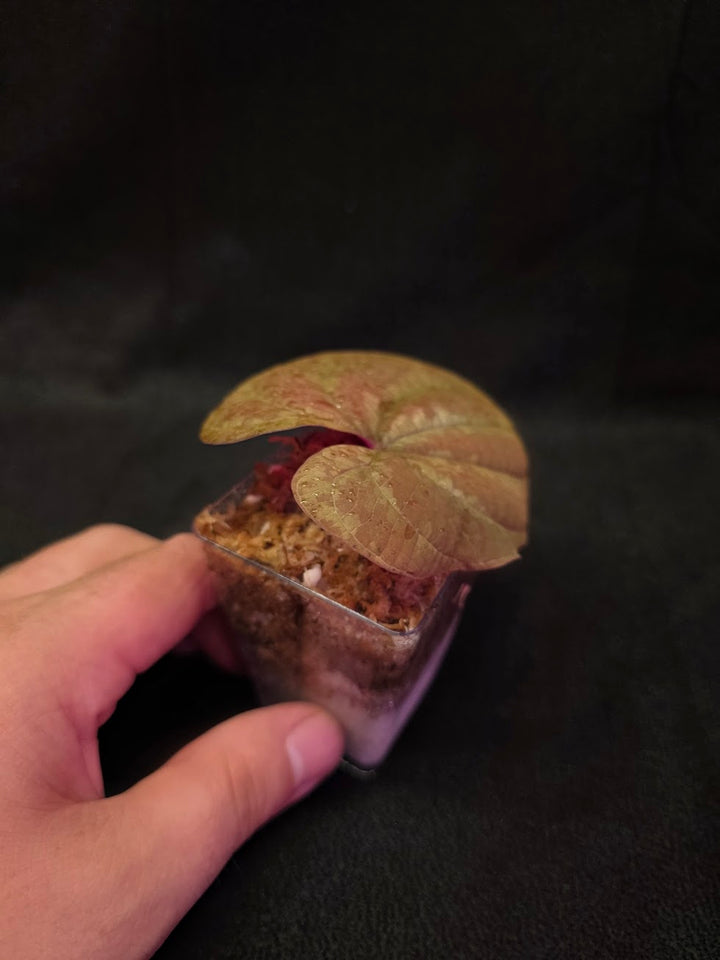 Dioscorea Discolor #12