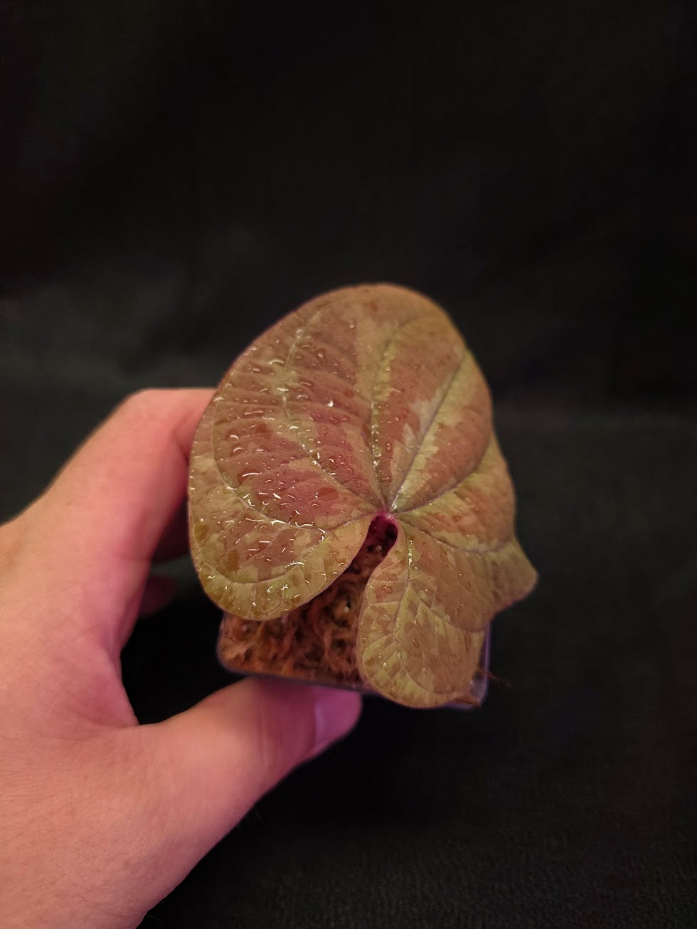 Dioscorea Discolor #12