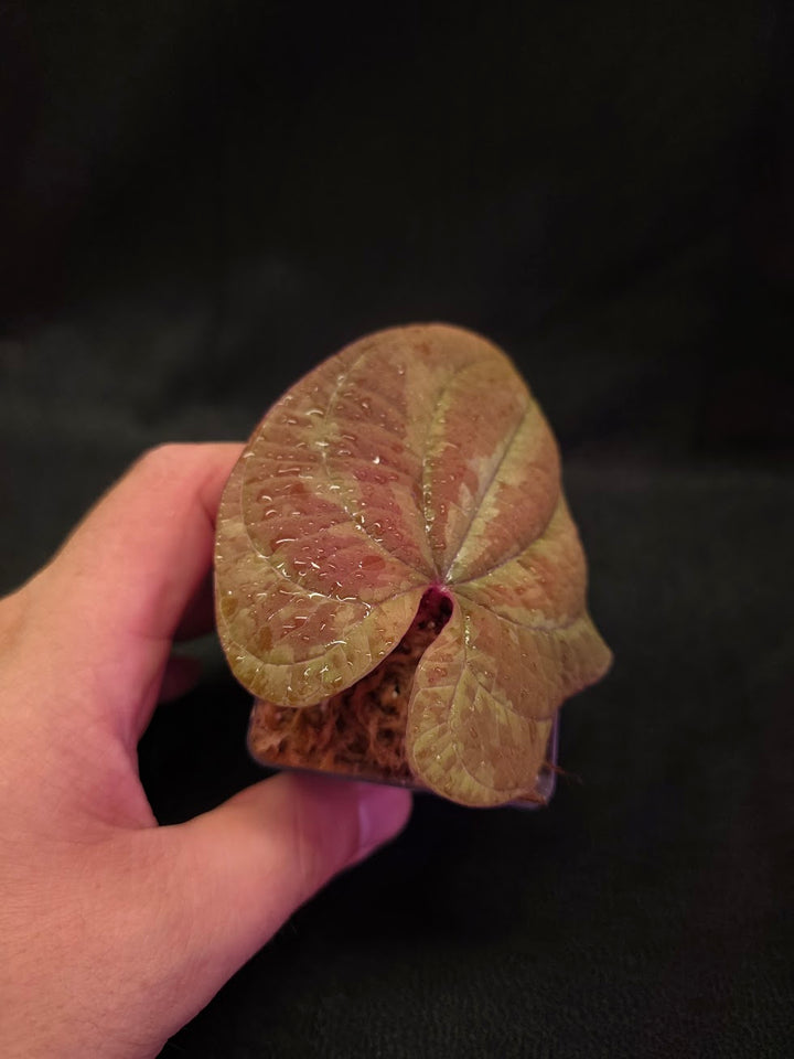 Dioscorea Discolor #12