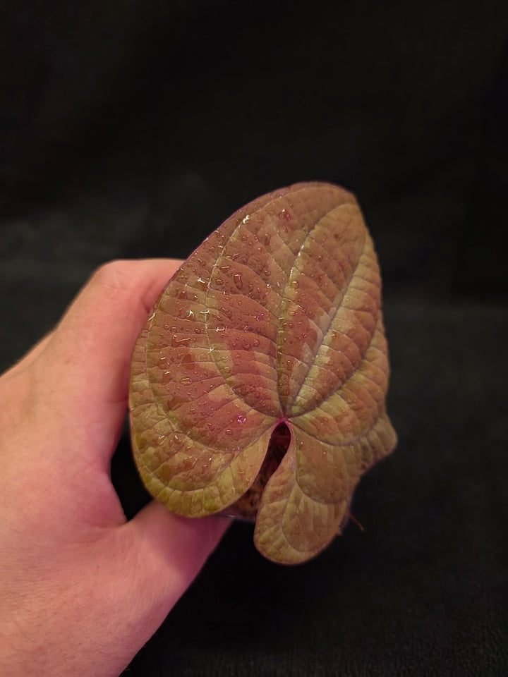 Dioscorea Discolor #12