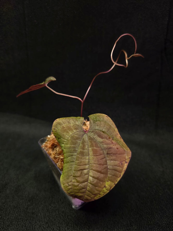 Dioscorea Discolor #13