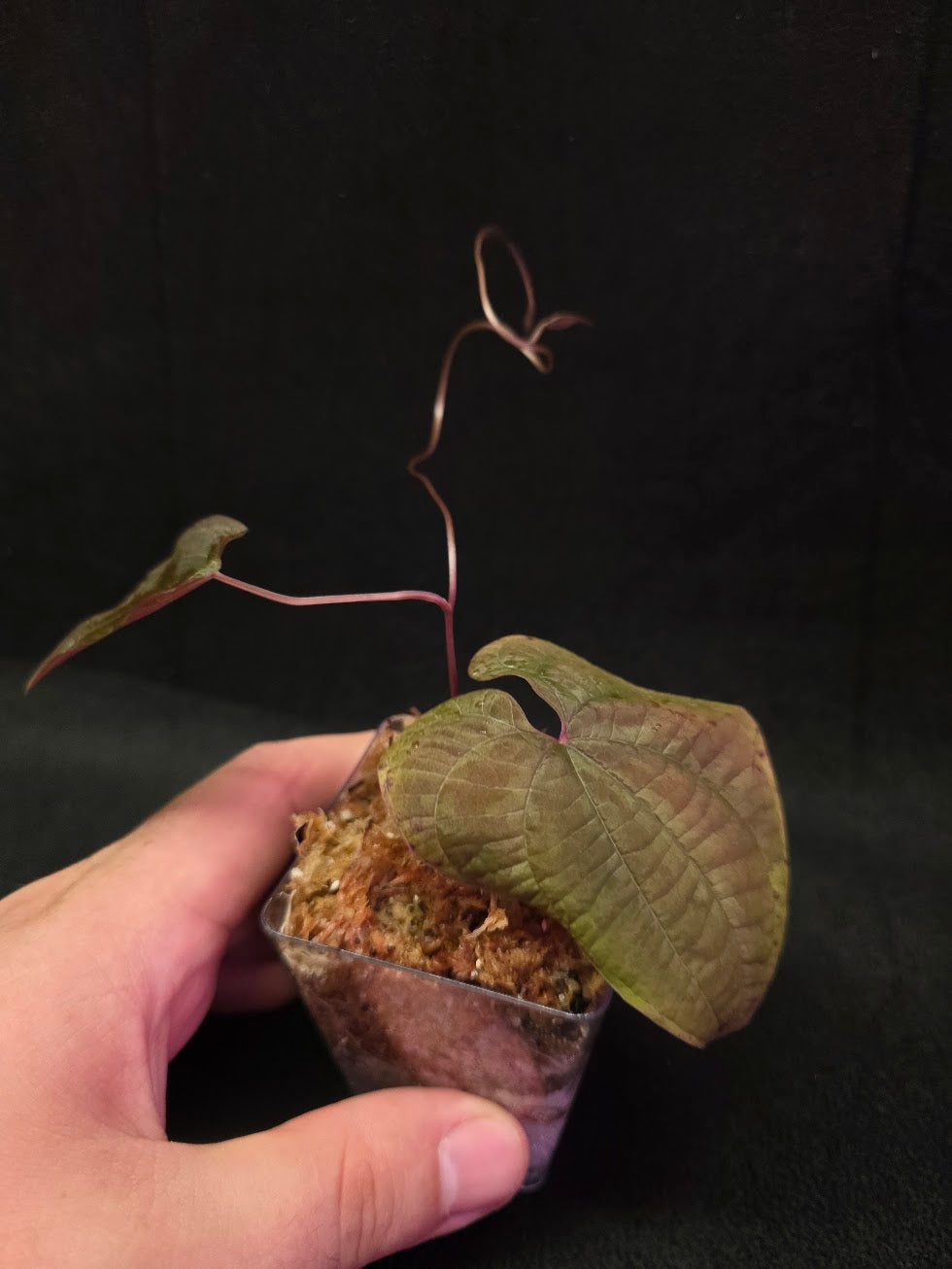 Dioscorea Discolor #13