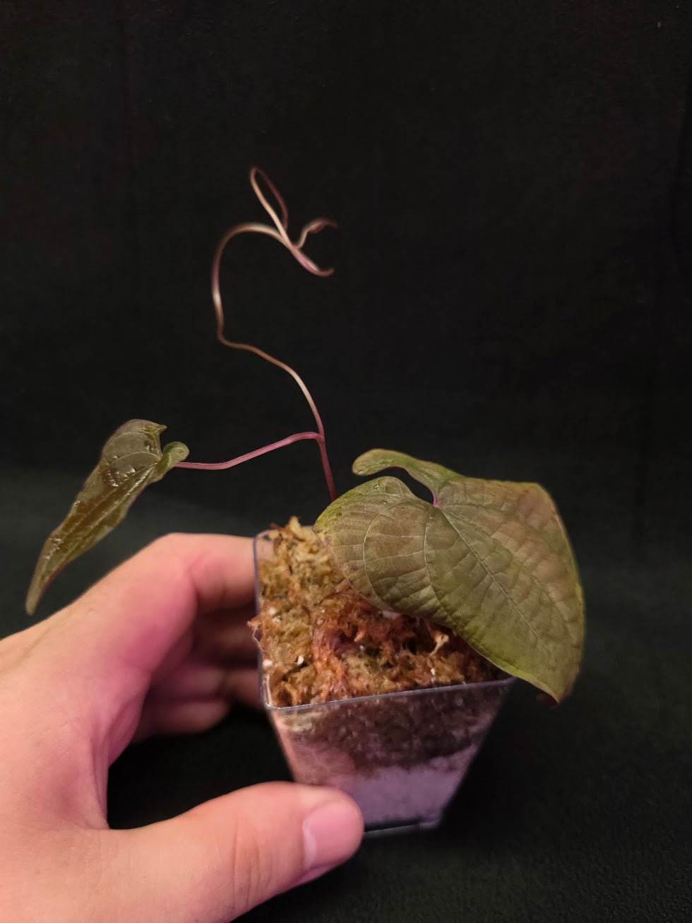 Dioscorea Discolor #13