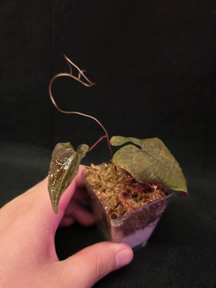 Dioscorea Discolor #13