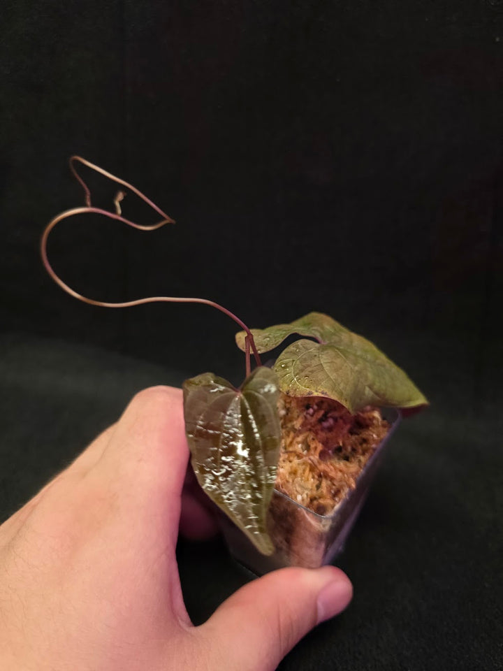 Dioscorea Discolor #13