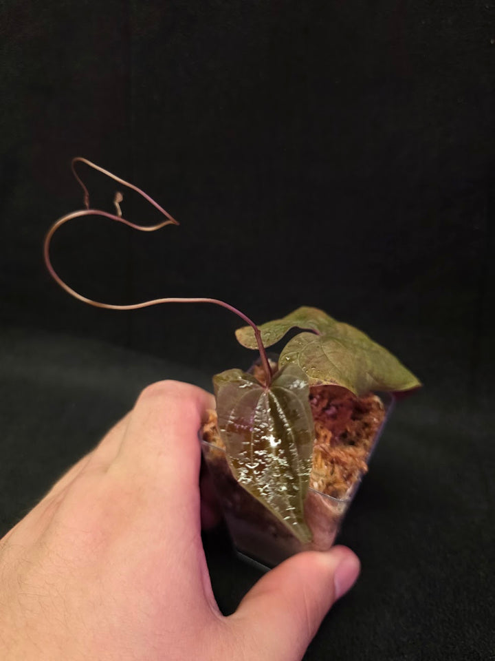 Dioscorea Discolor #13