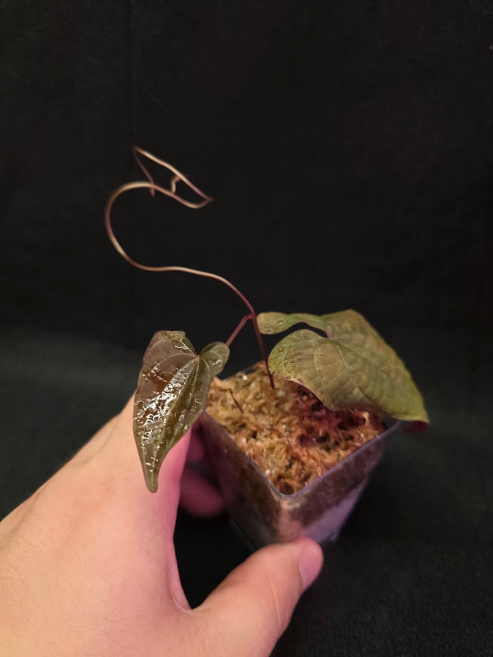 Dioscorea Discolor #13