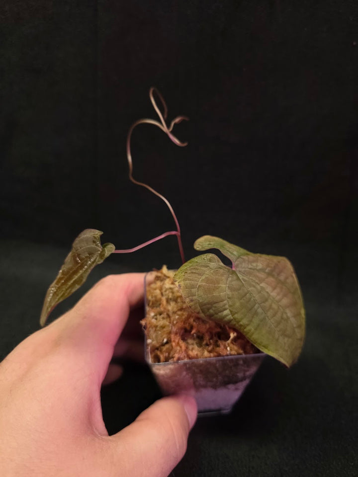 Dioscorea Discolor #13