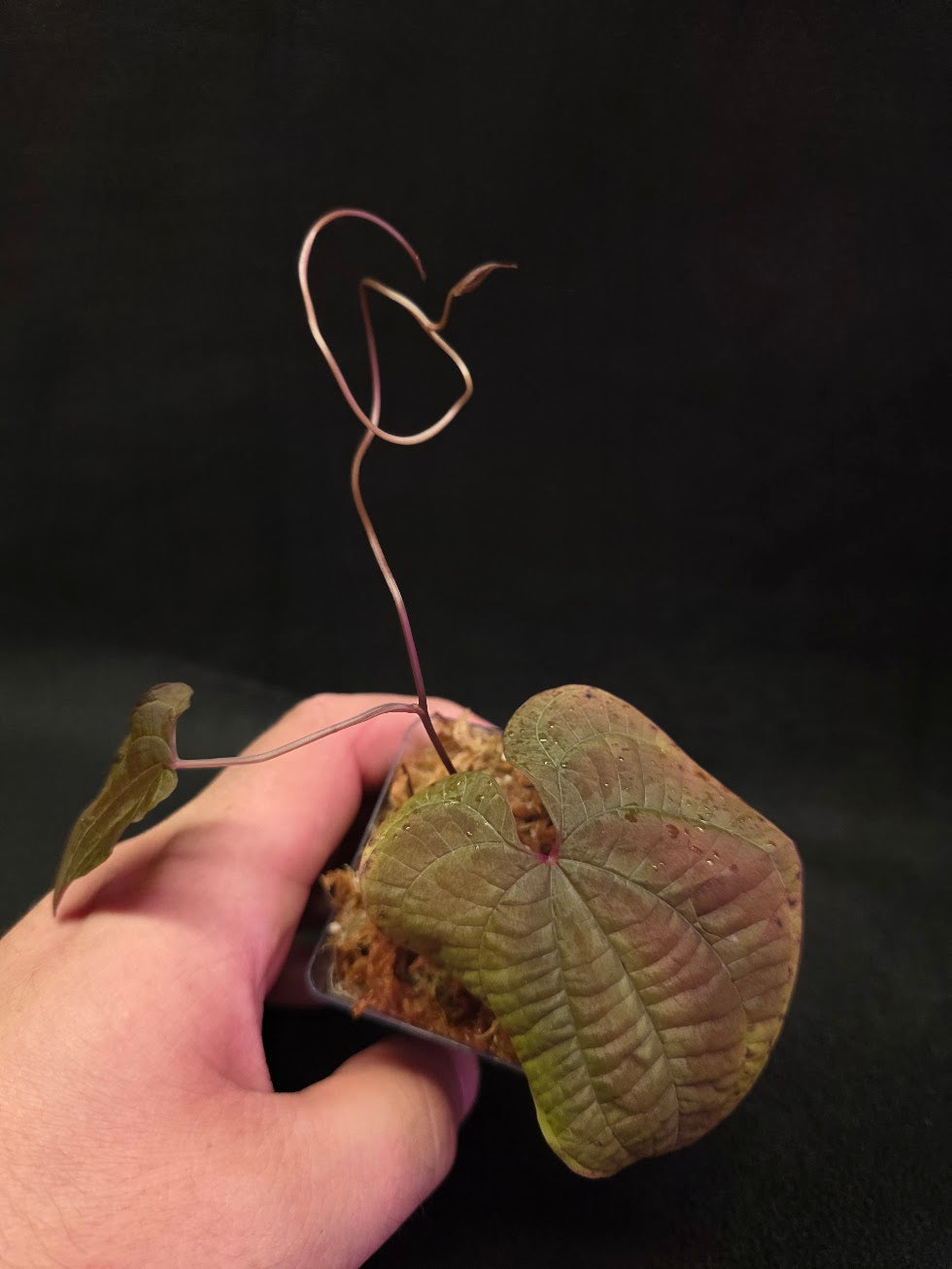 Dioscorea Discolor #13
