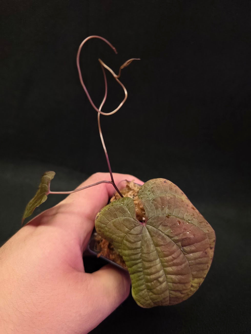Dioscorea Discolor #13
