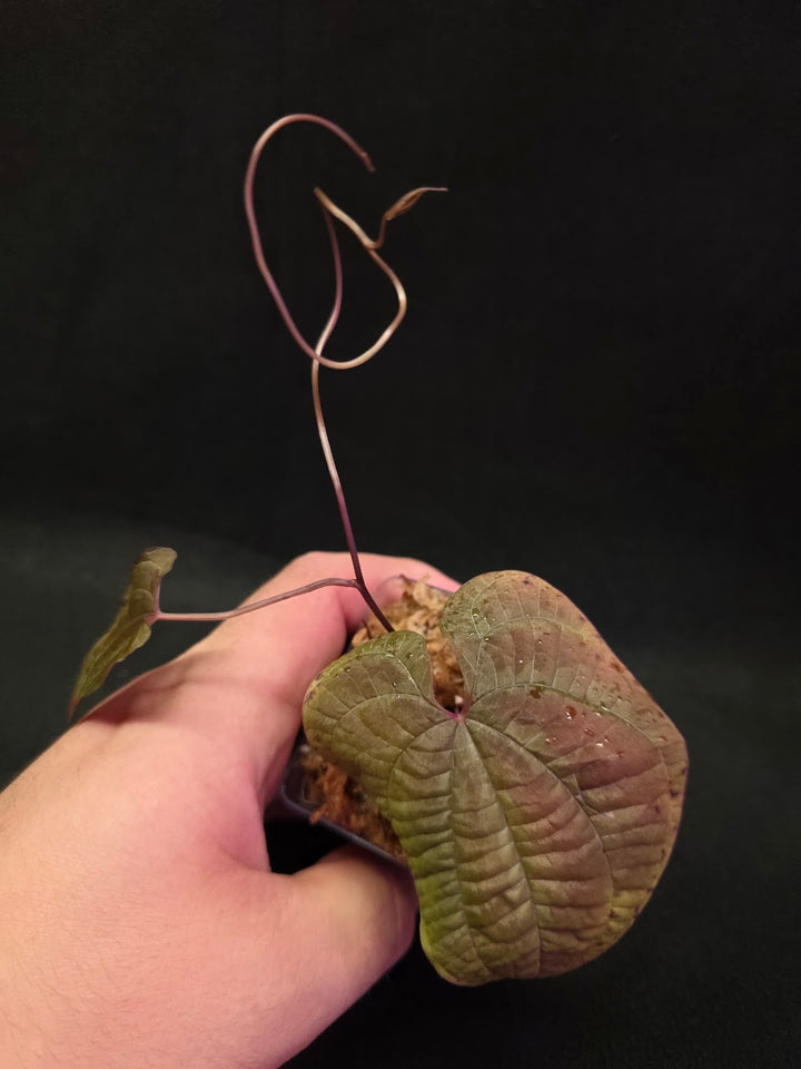 Dioscorea Discolor #13