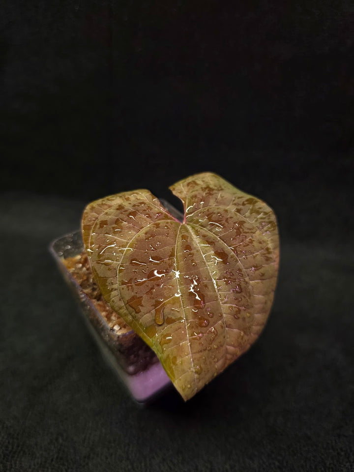Dioscorea Discolor #14