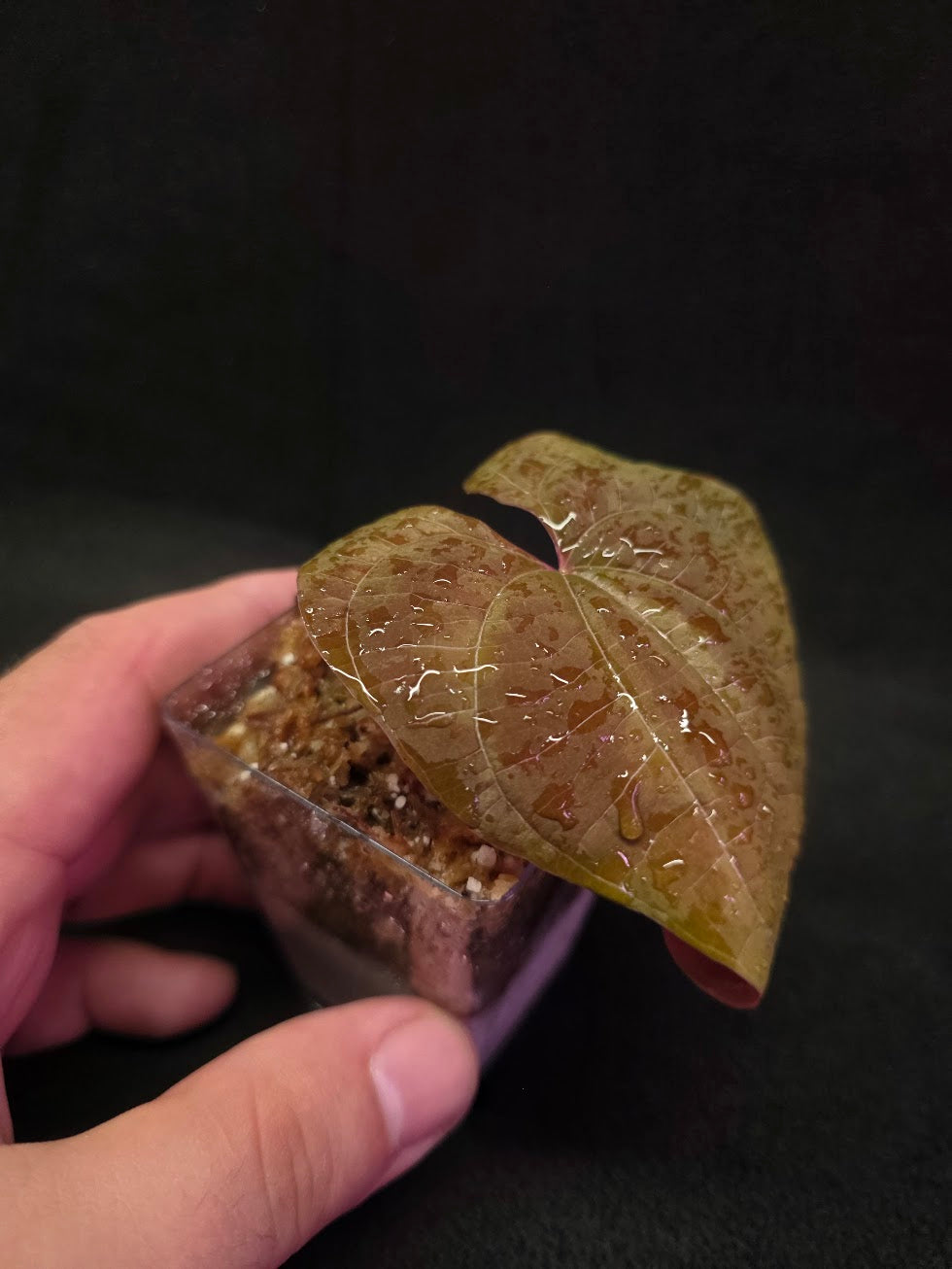 Dioscorea Discolor #14