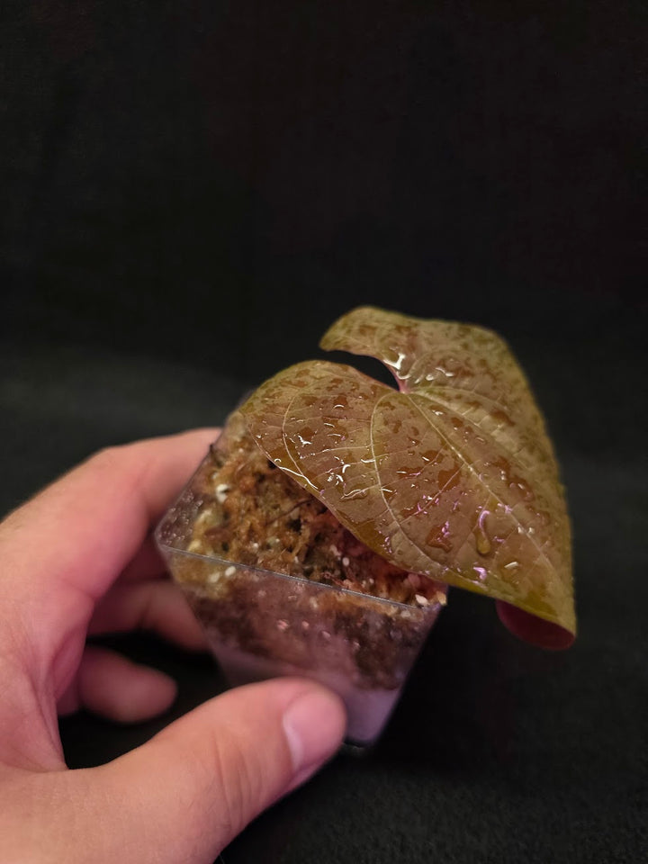 Dioscorea Discolor #14
