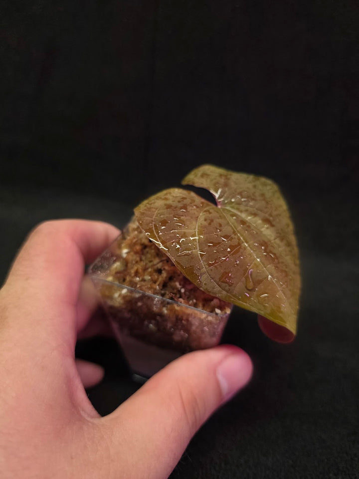 Dioscorea Discolor #14