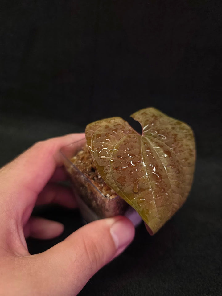 Dioscorea Discolor #14