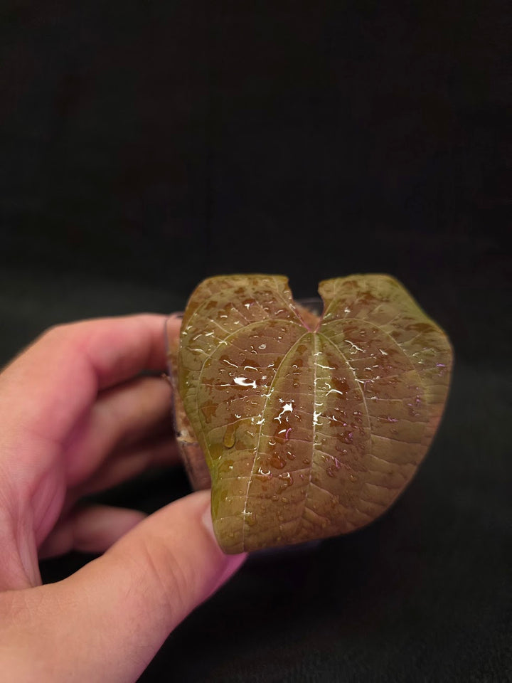 Dioscorea Discolor #14