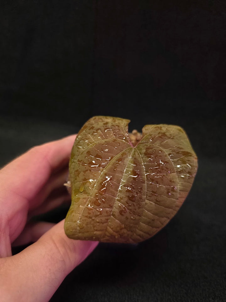 Dioscorea Discolor #14