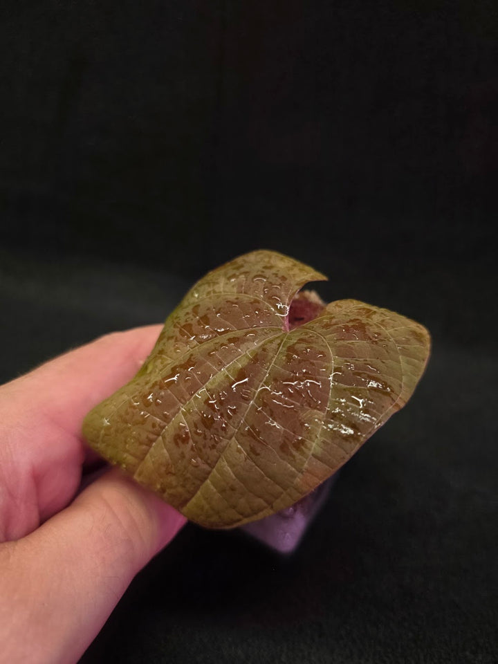 Dioscorea Discolor #14