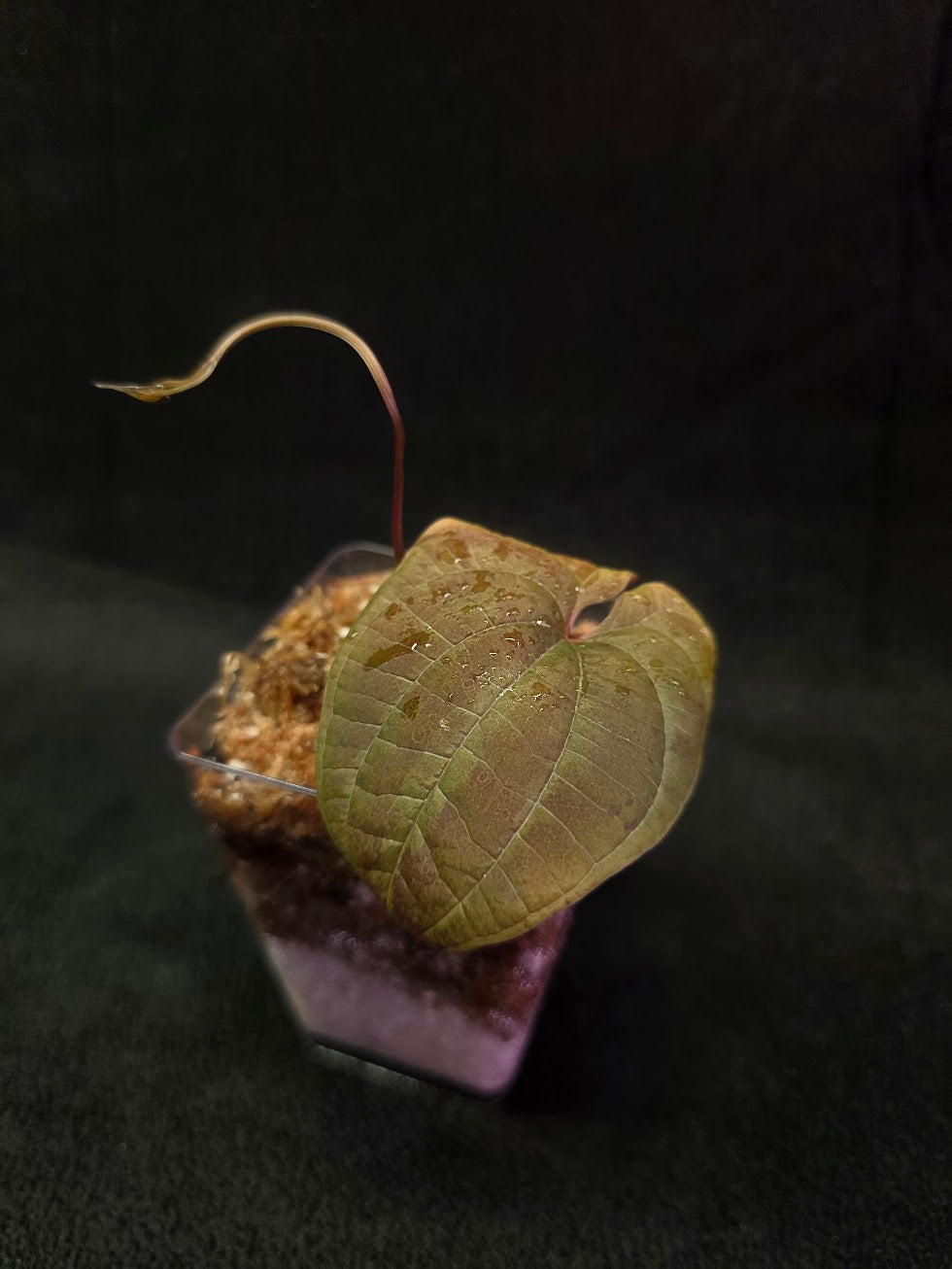 Dioscorea Discolor #15