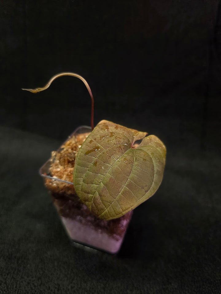 Dioscorea Discolor #15