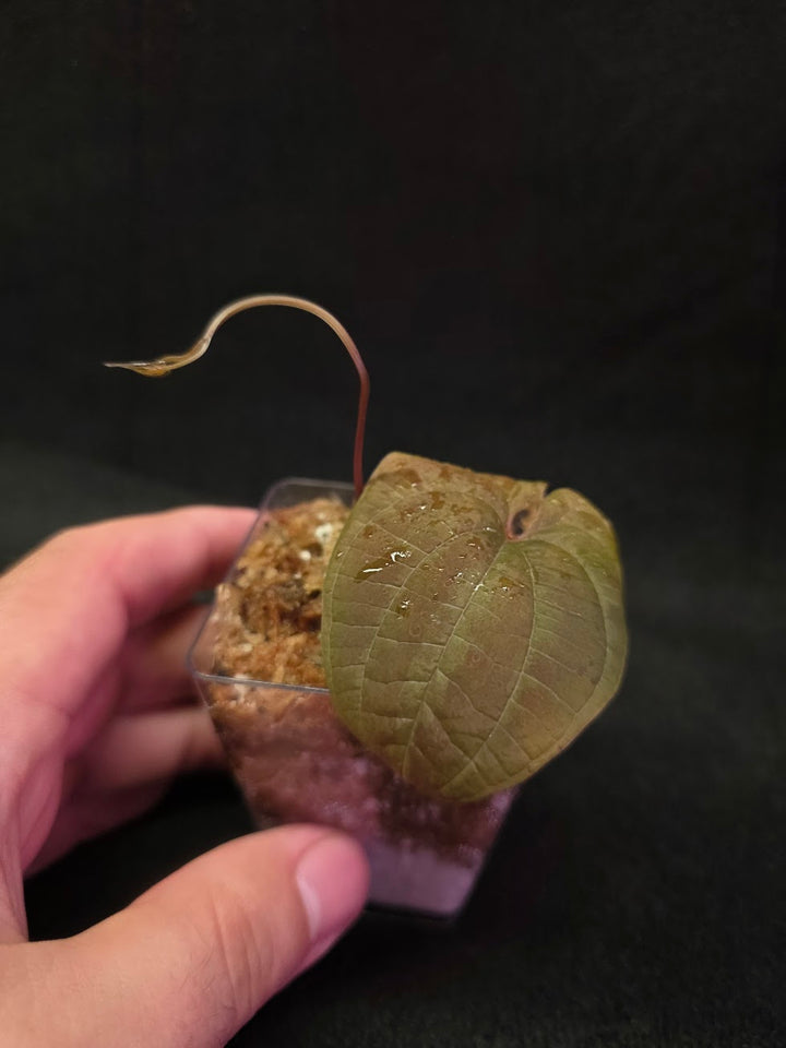 Dioscorea Discolor #15