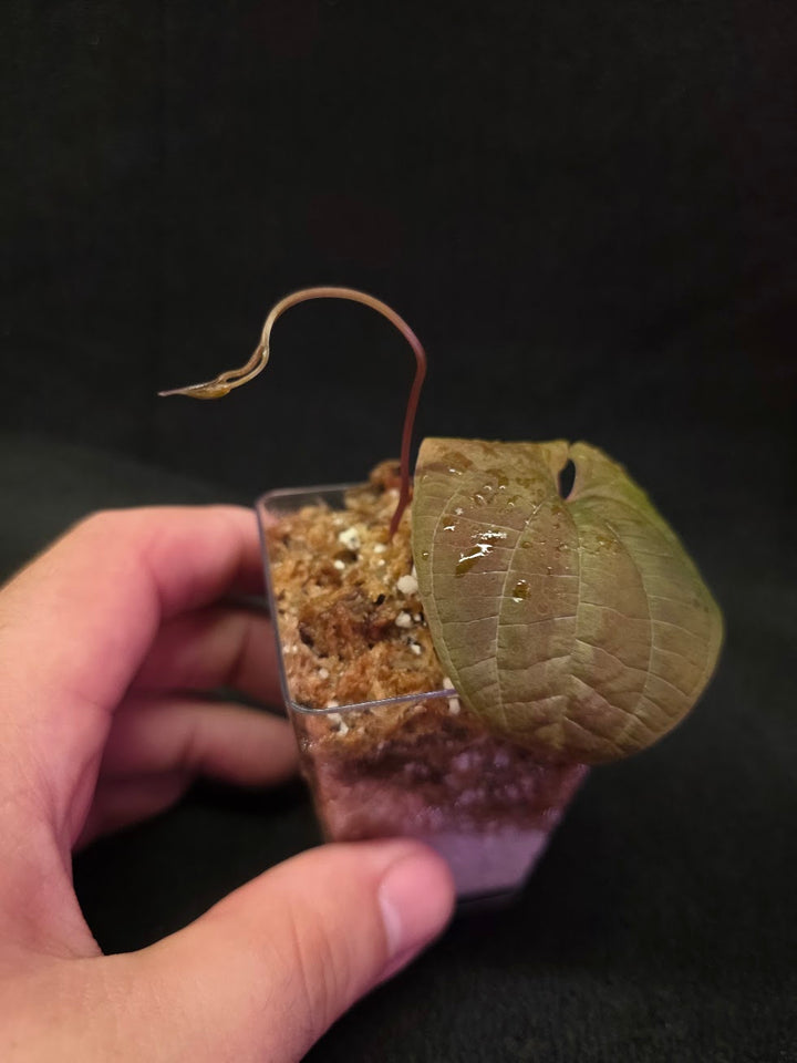 Dioscorea Discolor #15