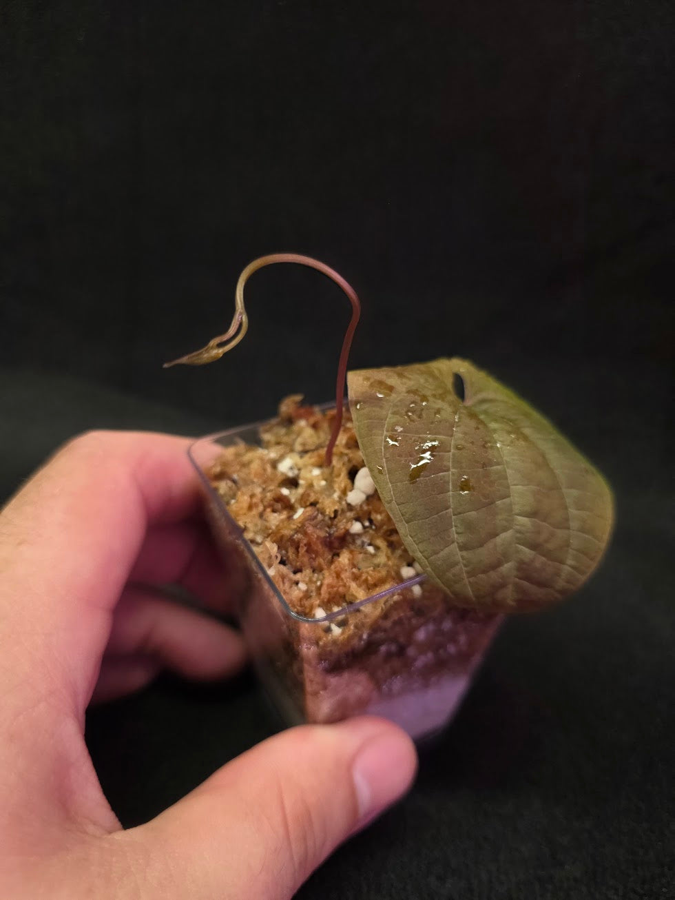 Dioscorea Discolor #15