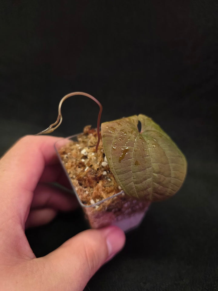 Dioscorea Discolor #15