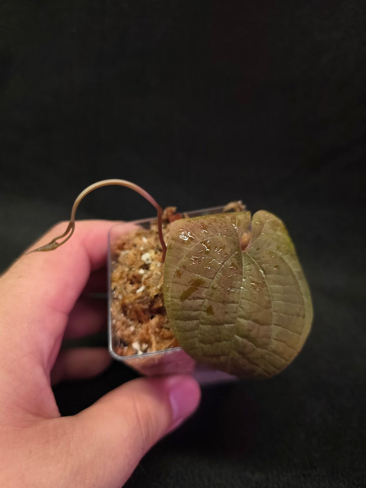 Dioscorea Discolor #15