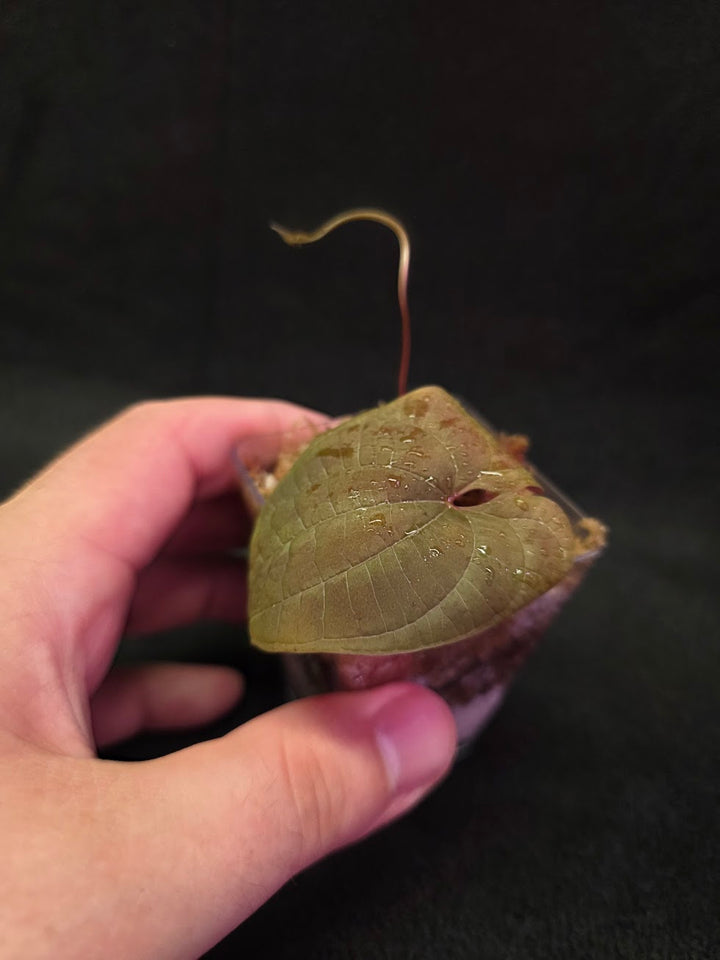 Dioscorea Discolor #15