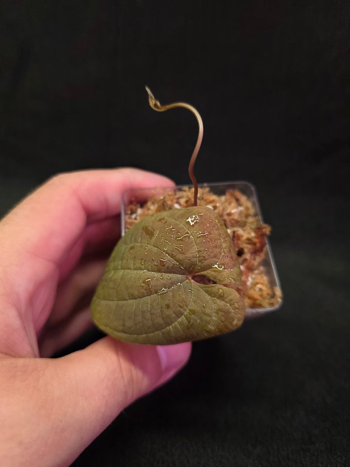 Dioscorea Discolor #15