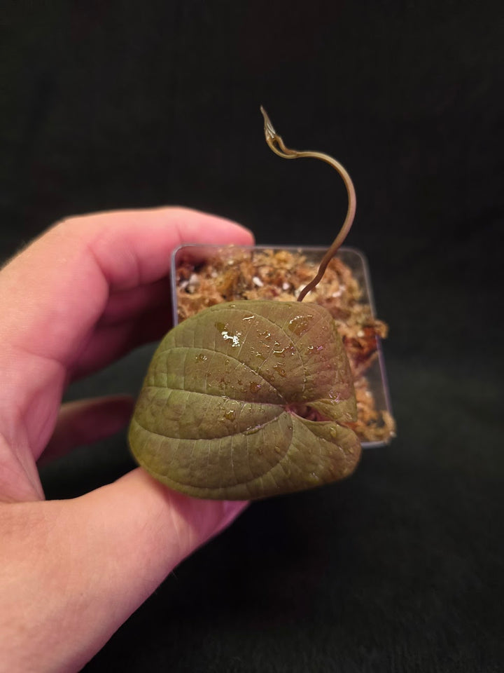 Dioscorea Discolor #15