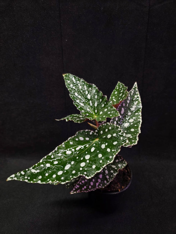 Polka Dot Begonia #03