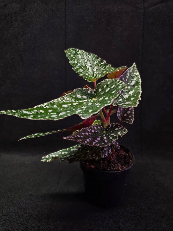 Polka Dot Begonia #03
