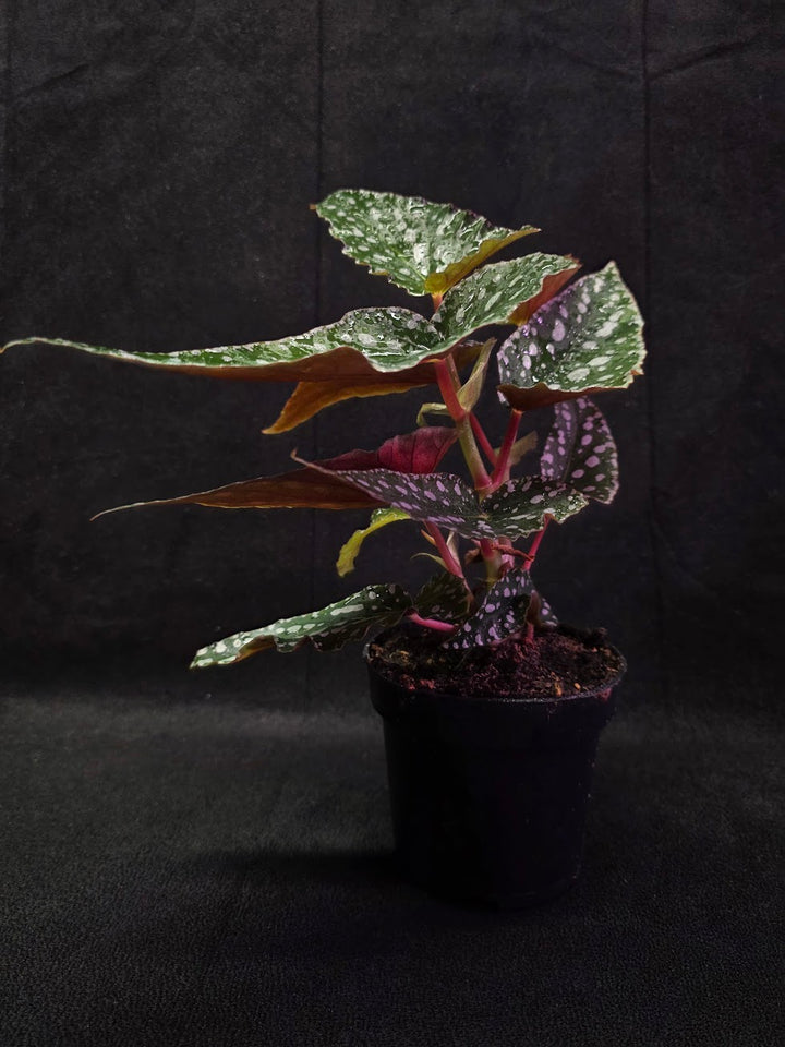 Polka Dot Begonia #03