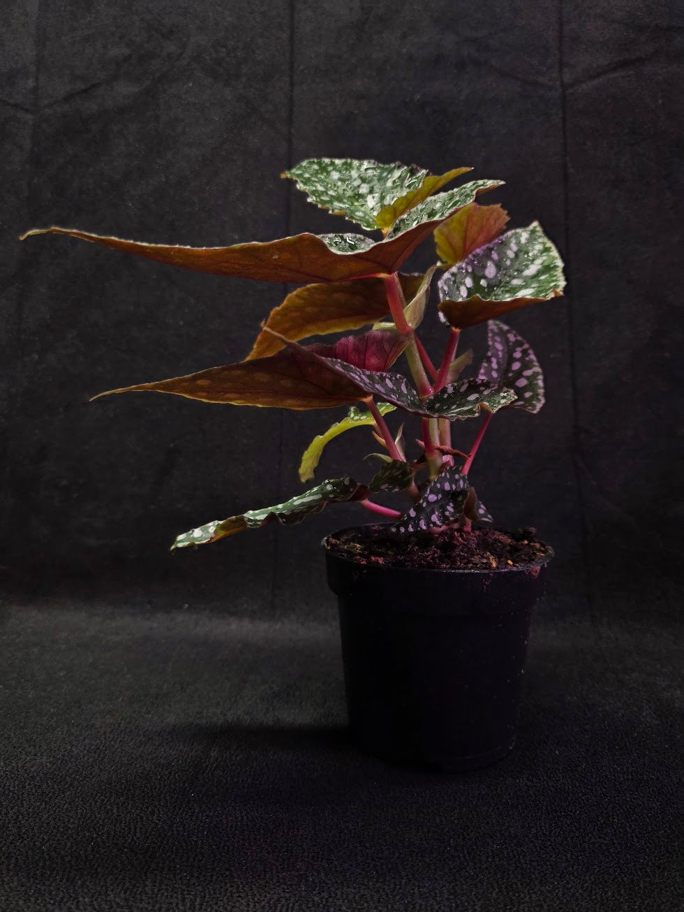 Polka Dot Begonia #03