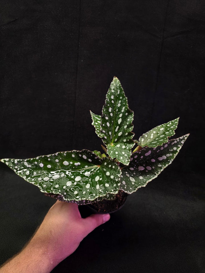 Polka Dot Begonia #03