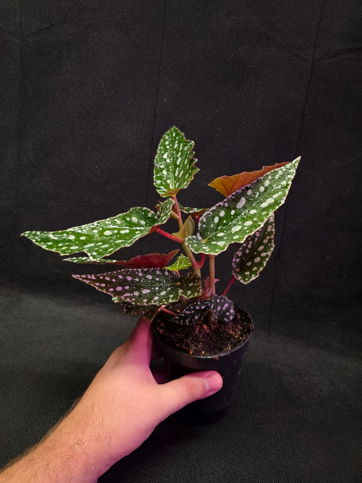 Polka Dot Begonia #03