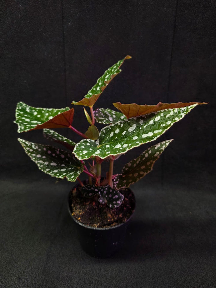 Polka Dot Begonia #03