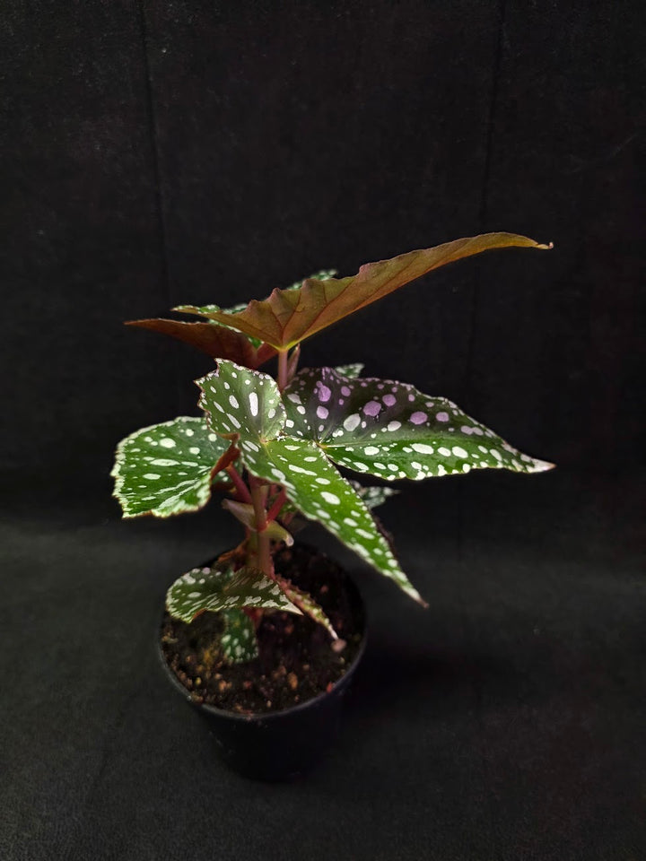 Polka Dot Begonia #03