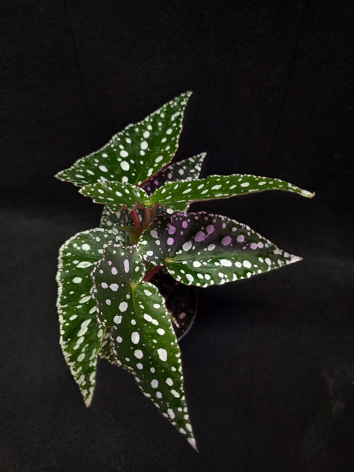 Polka Dot Begonia #03