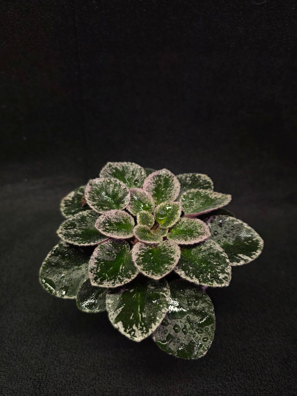 African Violet Cajun's Lil Sprinkles #02