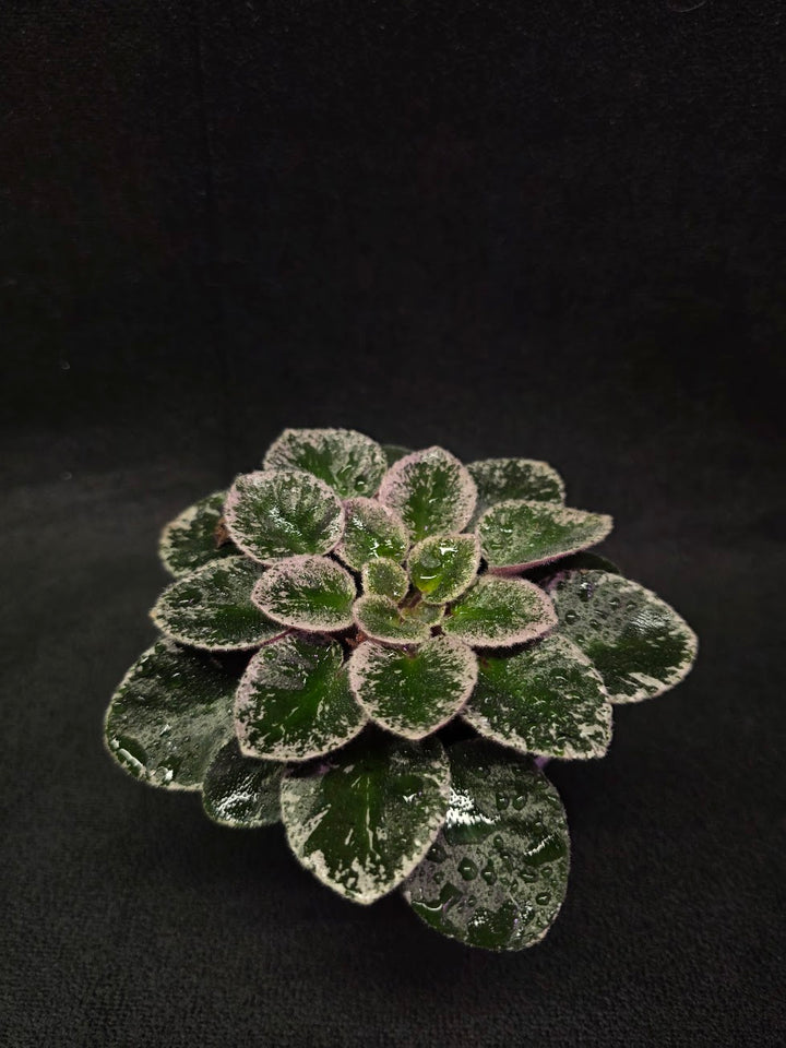 African Violet Cajun's Lil Sprinkles #02
