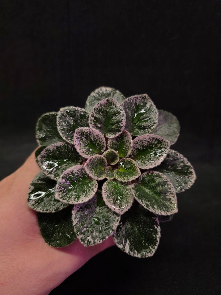 African Violet Cajun's Lil Sprinkles #02