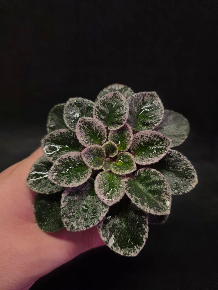 African Violet Cajun's Lil Sprinkles #02