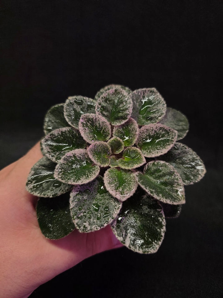 African Violet Cajun's Lil Sprinkles #02