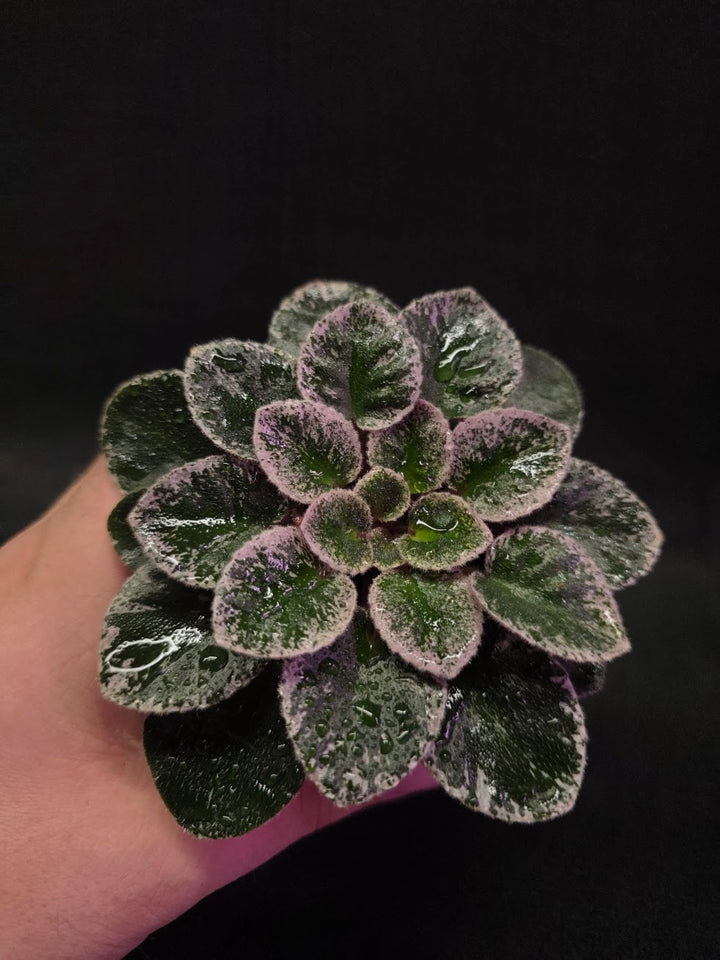 African Violet Cajun's Lil Sprinkles #02