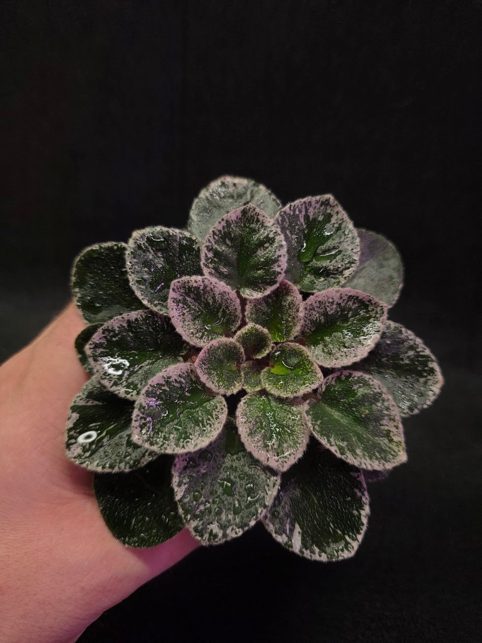 African Violet Cajun's Lil Sprinkles #02