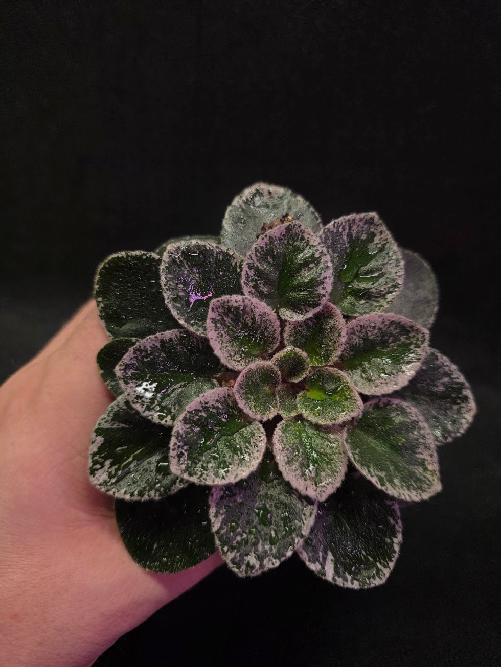 African Violet Cajun's Lil Sprinkles #02